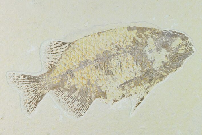 Bargain, Phareodus Fish Fossil - Uncommon Species #138582